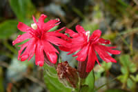 Silene serpentinicola