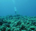 Image of a marine scientist in scuba gear underwater at Mo'orea's coral reef.