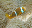 Image of a clownfish above an anemone.
