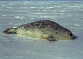 arctic ringed seal