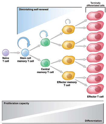 Image shows stem-cell-like memory cells that have physical characteristics of very young immune cells.