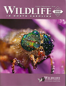 Wildlife Cover