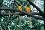 Macaws