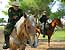 CBP Border Patrol agents use horses in the most severe enviroments that regular vehicles cannot negotiate.