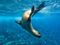 expeditions-galapagos-sea-lion.jpg