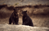 Bear Cubs