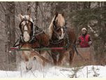 Team of Belgian horses arrive to work on the White Mountain National Forest.