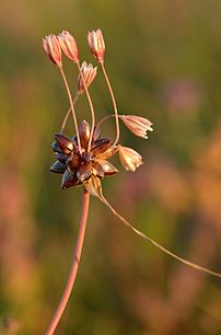 Ail des jardins (Allium oleraceum).  (définition réelle 3 166 × 4 800)