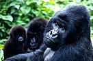 Mountain gorillas, Virunga National Park, Democratic Republic of Congo