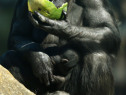 Taronga Zoo Reveals New Chimpanzee Baby
