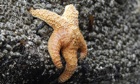 Starfish