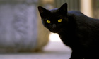 black cat