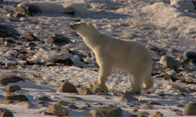 Polar bears fight for survival as sea ice melts