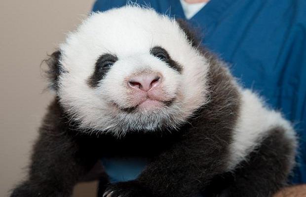 Photo: The National Zoo Wants Help Naming its Panda Cub

What should they name it?
http://cmplx.it/175Ke8e