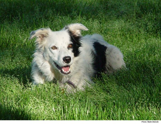 Photo: Meet Chaser, a Border Collie who knows more words than your toddler: http://ti.me/1867suZ 

(Photo: Mark Olencki)