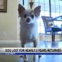 A stranger found the Chihuahua Lily wandering the streets — the dog's microchip identified the pooch's owner.