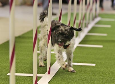 Photo: Next month's Westminster dog show will open with a separate agility competition in which mixed-breed dogs will be allowed to compete for the first time in more than 100 years. http://yhoo.it/1j80Eqm
