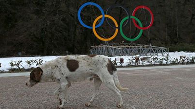 Photo: Sochi Stray Update: A Russian billionaire has stepped in to fund a shelter in Sochi after realizing the magnitude of the problem in the Olympics host town. More here --> http://trib.al/KbCfL3O

(Photo: Getty Images)