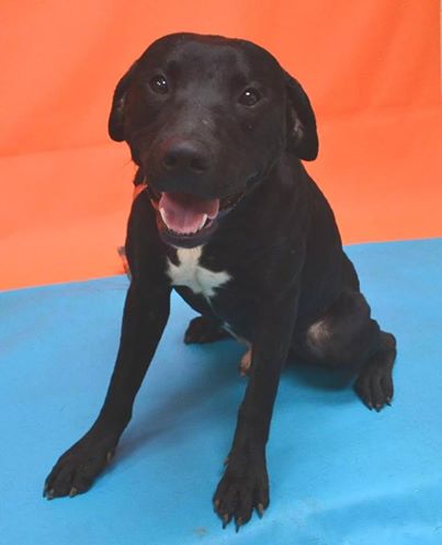 Photo: BILLY is a 1-2 year old Lab mix who was found as a stray. He is a loveable boy that gets along with people and other dogs. He will be a great addition to your family! Available NOW! PET ID 49574