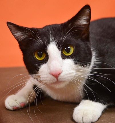 Photo: SWEETY came in as a stray. She is a very nice kitty. She begs for attention and loves to be petted. Also will let you pick her up.She has a great personality. She is 1-2 years old. Anyone who adopts her will be very lucky to get her.