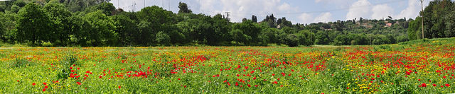 Field of poppies panorama