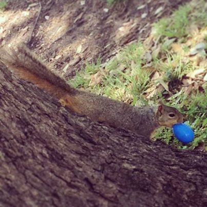 Photo: HAPPY EASTER: Everyone else may get visits from the Easter Bunny, but at UNT, we get our treats from the Easter Squirrel!

(Thanks to @krystenwithay for sharing this great photo with us on Instagram!)