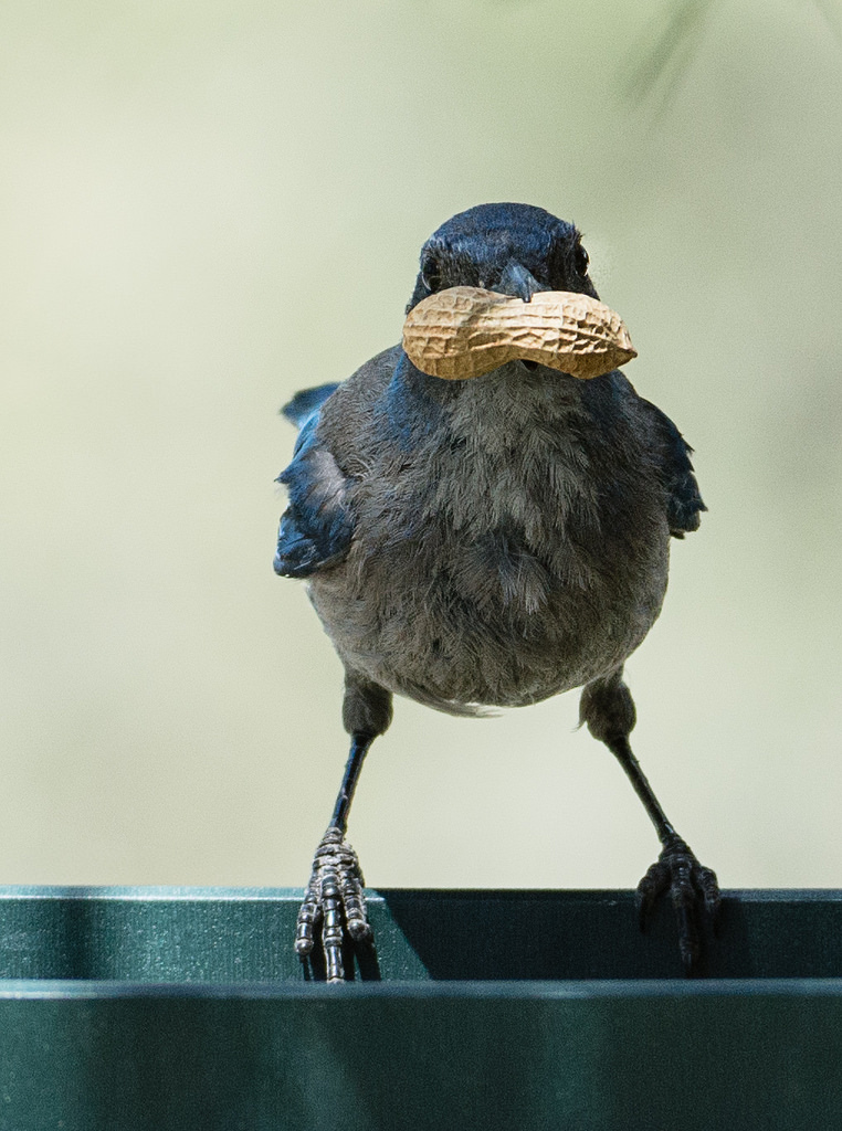 Scrub Jay with Peanut 1