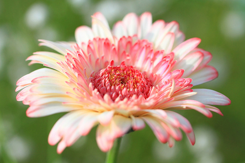 Gerbera