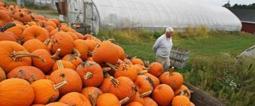 New England Fall Food Festivals