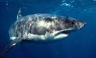 A great white shark