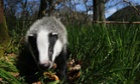 A badger walks in woodland under spring sunshine in Perthshire, Scotland April 17, 2014.