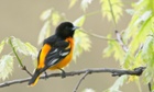 Baltimore Oriole in Oak Tree