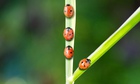 Ladybug taking fork in the road on leaf.