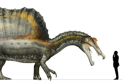 An artist's interpretation of how Spinosaurus aegyptiacus might have looked and how its size might have compared with that of a human.