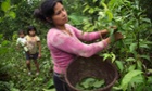 Ecuador woman