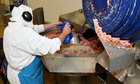 A technician working on a mince meat production line