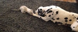 Dalmation Cat