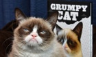 grumpy cat