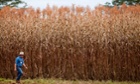 sorghum, NexSteppe