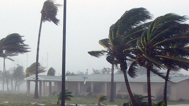 Hurricane Swept Trees in Florida
