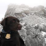 Service dogs are allowed at Mount Rushmore.