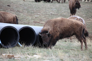 Bison on the National Elk Refuge