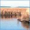 Grand Bay National Estuarine Research Reserve