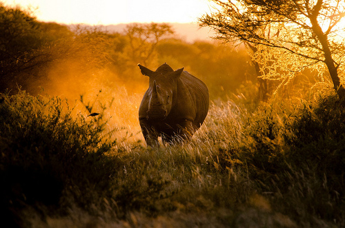 Rhino at Sunset by Craig Pitchers on Flickr.
To commemorate World Rhino Day (Sept. 22), a day bringing awareness to the ongoing battle to stop poachers from killing rhinos for their horns, we’re highlighting terrific photos of rhino species on our blog for Wildlife Wednesday.