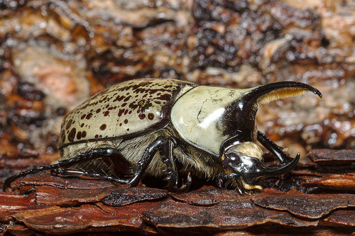 Western Hercules Beetle, Dynastes granti by marlin harms on Flickr.
"Males have a "horn" believed to be used to fight other males over territory used for mating." - marlin harms