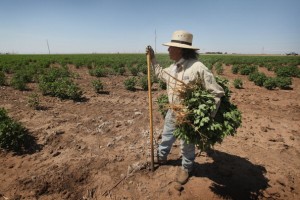 Juan Rico culls cotton plants growing between rows in an irrigated cotton field July 27, 2011 near Hermleigh, Texas. A new bill would require most farmers to report their water usage to the state. 