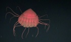 Periphylla Helmet jellyfish (Periphylla sp.) is seen from the ROV of the Oceana Ranger Expedition to the Atlantic Seamounts at Bimbache, Sahara seamounts, Spain in September 2014.