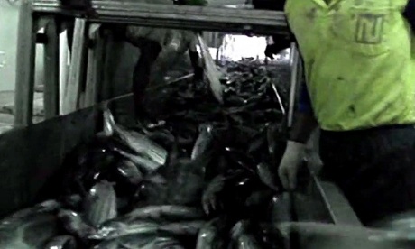 Still from a shocking Greenpeace undercover video: dirty tuna fishing