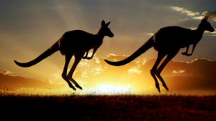 ScienceTake | Five-Legged Kangaroo?