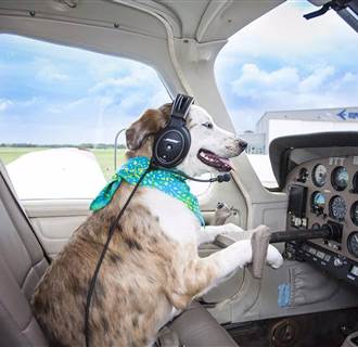 Image: Pilots N Paws